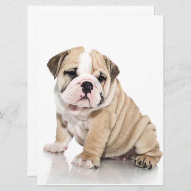 Cute Puppy Bulldog Sad (Front/Back)
