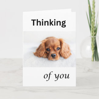 Cute puppy card, Thinking of you, Cavalier dog Card