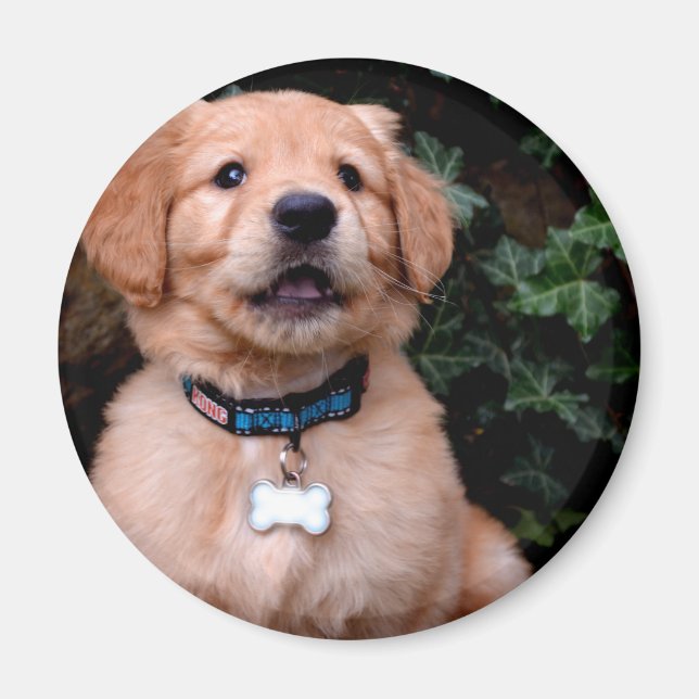 Cute puppy dog Golden Retriever Puppy Magnet (Front)
