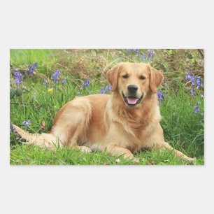 Cute Puppy Dog Hello Love Golden Retriever Rectangular Sticker