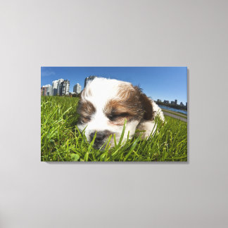 Cute puppy dog in park, Vancouver, BC, Canada. Canvas Print