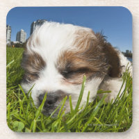 Cute puppy dog in park, Vancouver, BC, Canada.