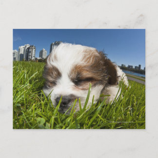 Cute puppy dog in park, Vancouver, BC, Canada. Postcard
