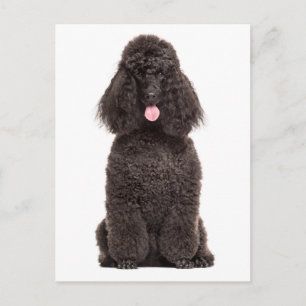 Cute Puppy Dog Love Miss You  Hello Black Poodle Postcard
