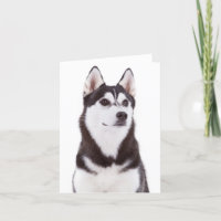 Cute Puppy Dog Lover Siberian Husky Hello