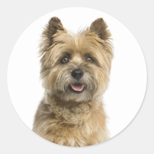 Cute Puppy Dog Mum Cairn Terrier Classic Round Sticker