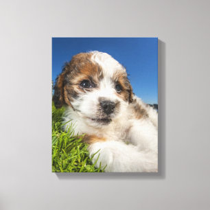 Cute puppy dog (Shitzu) Canvas Print