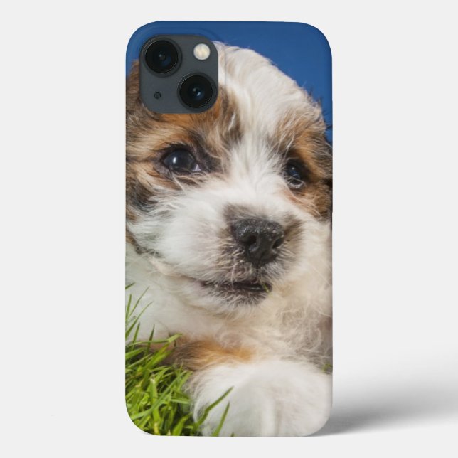 Cute puppy dog (Shitzu) Case-Mate iPhone Case (Back)