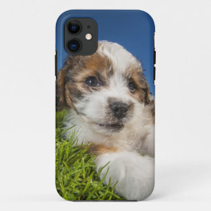 Cute puppy dog (Shitzu) Case-Mate iPhone Case