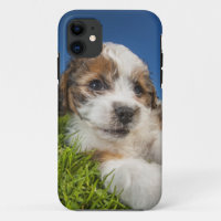 Cute puppy dog (Shitzu)