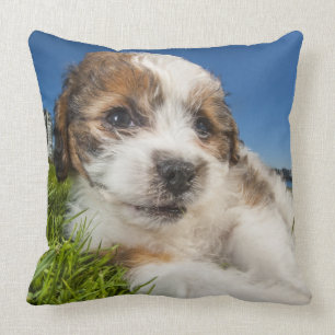Cute puppy dog (Shitzu) Cushion