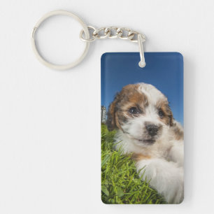 Cute puppy dog (Shitzu) Key Ring