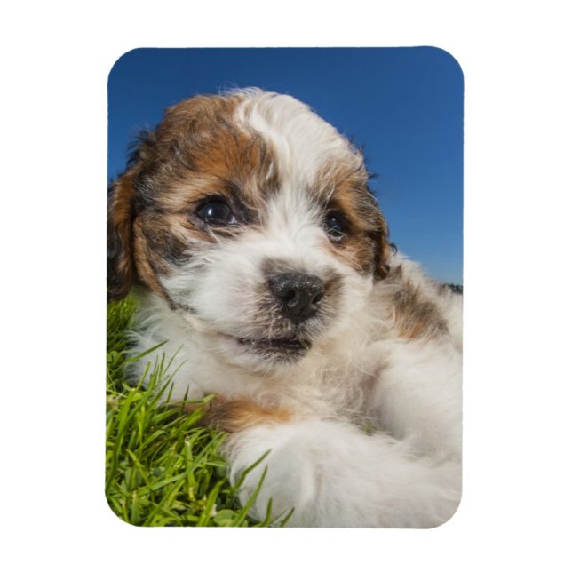 Cute puppy dog (Shitzu) Magnet (Vertical)