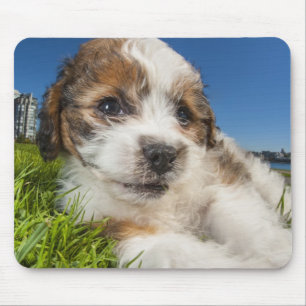 Cute puppy dog (Shitzu) Mouse Pad