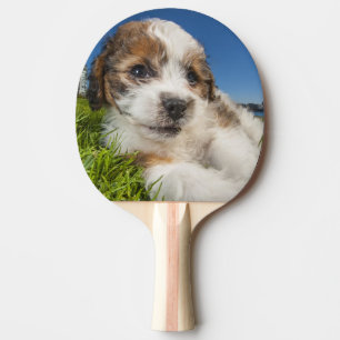 Cute puppy dog (Shitzu) Ping Pong Paddle