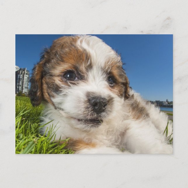 Cute puppy dog (Shitzu) Postcard (Front)