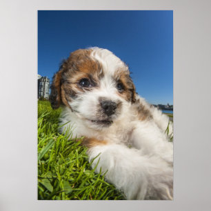 Cute puppy dog (Shitzu) Poster