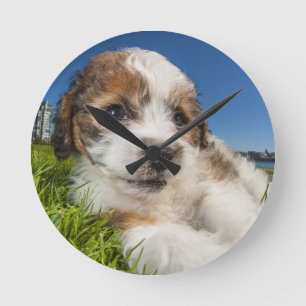 Cute puppy dog (Shitzu) Round Clock