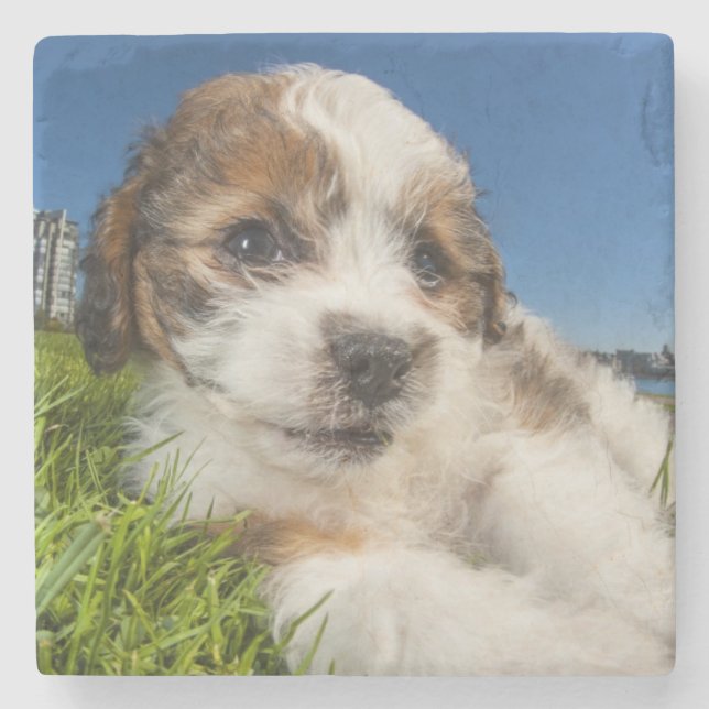 Cute puppy dog (Shitzu) Stone Coaster (Front)