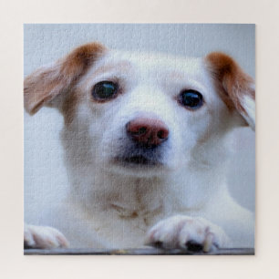 Cute puppy dogs jigsaw puzzle