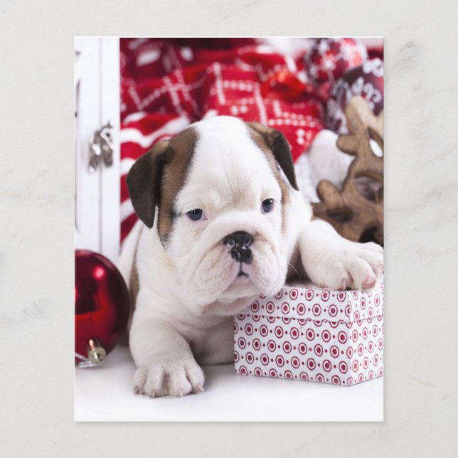 Cute Puppy English Bulldog | Funny Christmas Flyer (Front)
