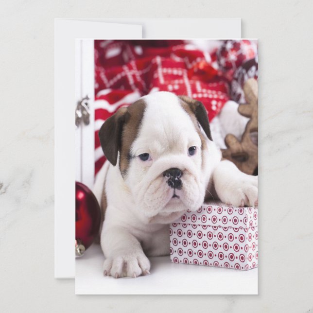 Cute Puppy English Bulldog | Funny Christmas Holiday Card (Front)