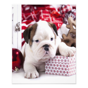 Cute Puppy English Bulldog Funny Christmas Photo Print