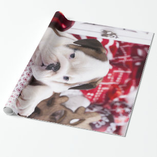 Cute Puppy English Bulldog   Funny Christmas Wrapping Paper