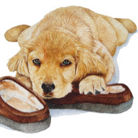 cute puppy golden retriever cuddling slippers