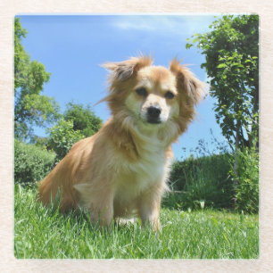 Cute Puppy in Garden Photo Glass Coaster