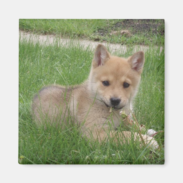 Cute Puppy Magnet (Front)