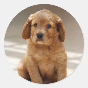 Cute Puppy Portrait Photo Classic Round Sticker
