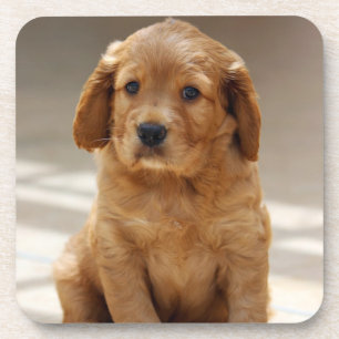 Cute Puppy Portrait Photo Coaster