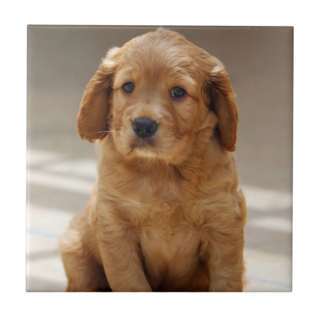 Cute Puppy Portrait Photo Tile (Front)