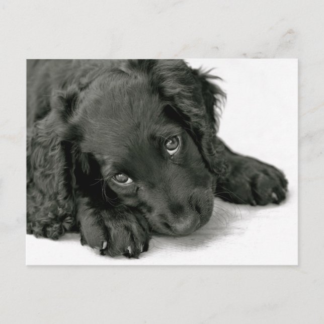 Cute Puppy postcard (Front)