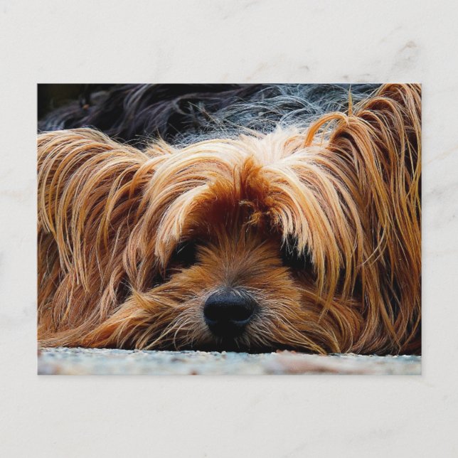 Cute Puppy Postcard (Front)