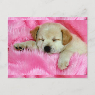Cute Puppy Postcard