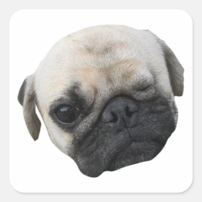 Cute Puppy Pug Dog Friend ... かわいい 子犬 Square Sticker (Front)
