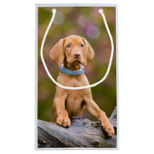 Cute puppyeyed Hungarian Vizsla Dog Puppy Photo /- Small Gift Bag