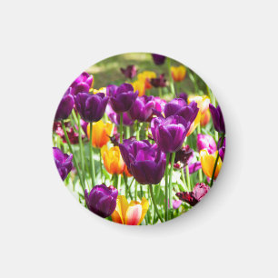 Cute purple and yellow tulips  magnet