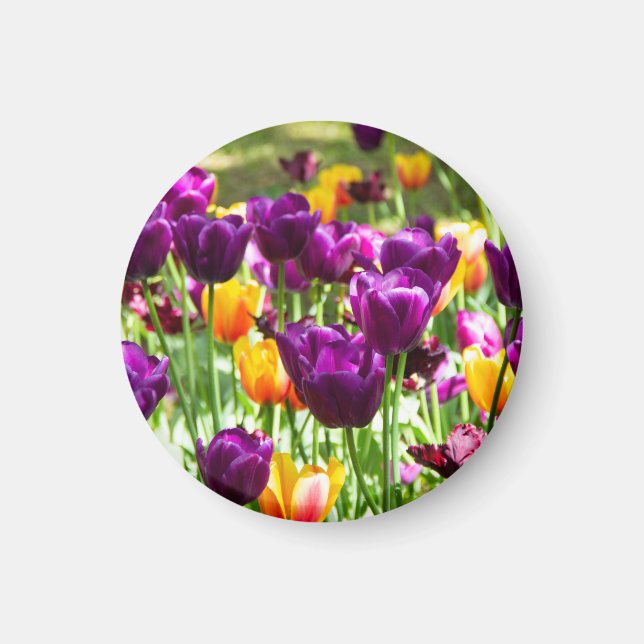 Cute purple and yellow tulips  magnet (Front)