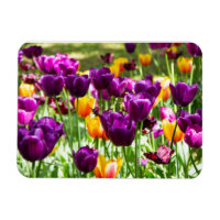 Cute purple and yellow tulips