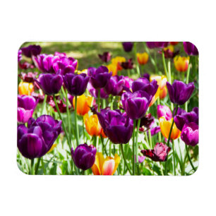 Cute purple and yellow tulips  magnet