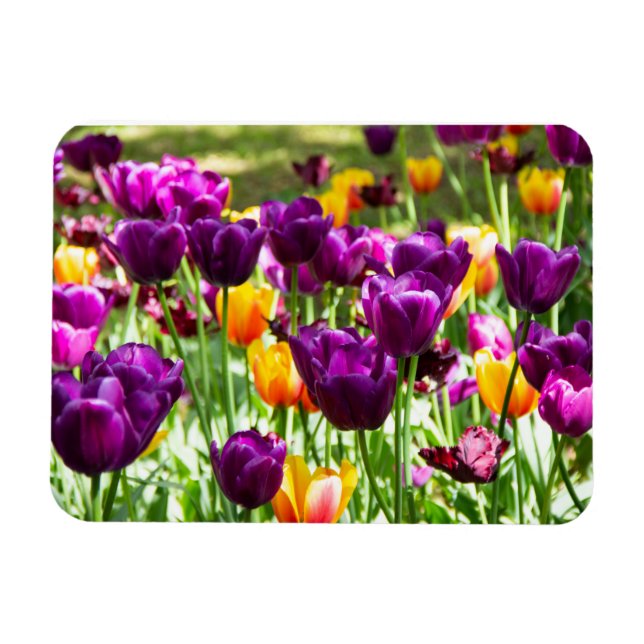 Cute purple and yellow tulips  magnet (Horizontal)
