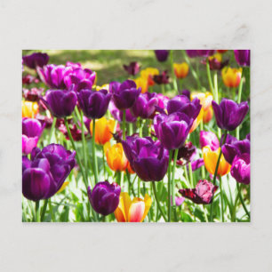 Cute purple and yellow tulips postcard