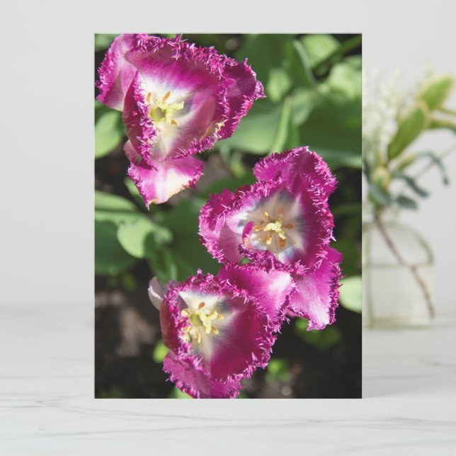 Cute purple  tulips  in the garden (Standing Front)