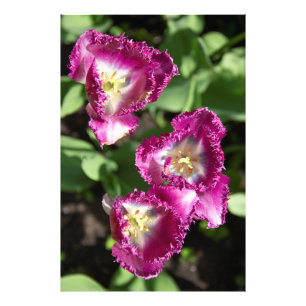 Cute purple tulips in the garden photo print