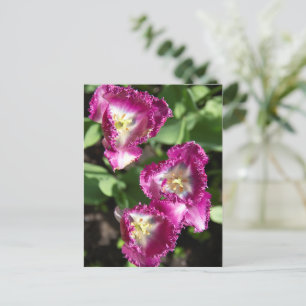 Cute purple tulips in the garden postcard