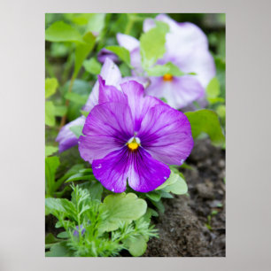 Cute purple violet photo poster