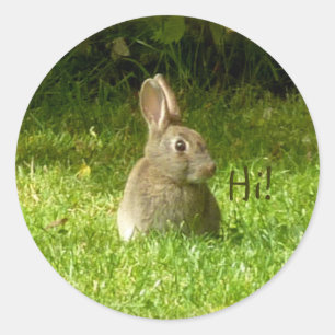 Cute rabbit! classic round sticker